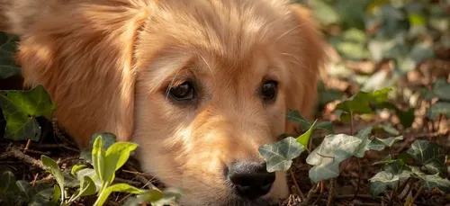 Ce chien ne quitte plus l’endroit où son maître est mort il y a 18...