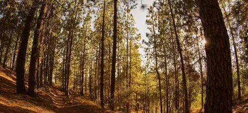 Risque de feux de forêt : la Gironde repasse en vigilance jaune