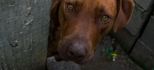 Bordeaux : une plainte pour maltraitance animale a été déposée