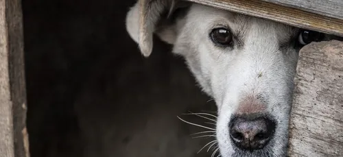 Gironde : la SPA tire la sonnette d'alarme