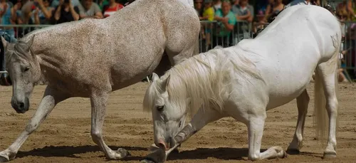 Bordeaux : un poney décède après une représentation de Zingaro