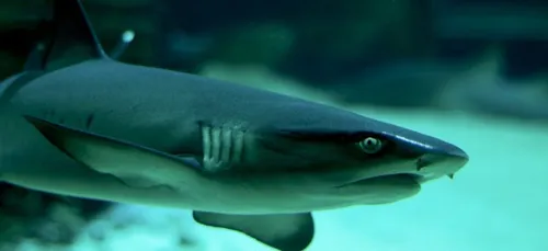 La teste-de-Buch : un requin aperçu dans les eaux