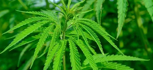 Saint-André-de-Cubzac : 64 pieds de cannabis découverts chez un...