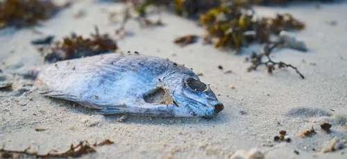 Suez condamné en Gironde