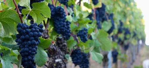 Gironde : cumuler le RSA et un emploi saisonnier sera bientôt possible