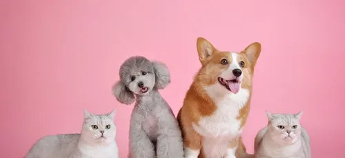 Découvrez les noms les plus donnés aux chiens et chats en 2019 !