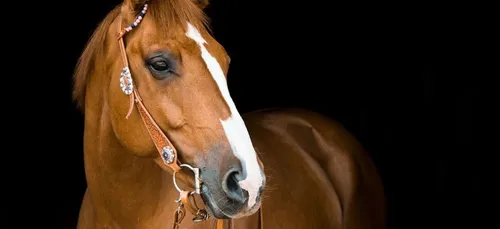 Un cheval déguisé en licorne dans une boîte de nuit choque la toile...