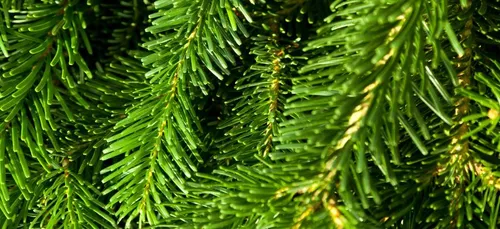 Bordeaux : ne jetez pas votre sapin dans la rue !