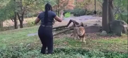 Une femme s'introduit dans l'enclos aux lions pour danser devant...