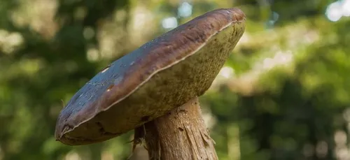 Gironde : un cèpe de plus de 3,5 kg ramassé dans le Blayais