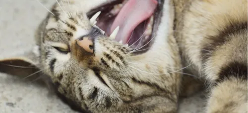 Un chat placé sous perfusion après une nuit torride avec plusieurs...