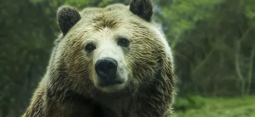 Un ours attaque son dresseur en plein spectacle de cirque (Vidéo)
