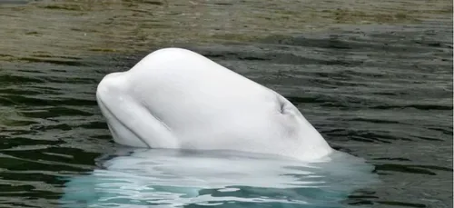 Un homme joue au rugby avec un béluga dans l’océan (Vidéo)