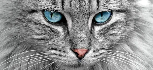 Un chat rattrape in extremis un bébé d'une chute dans l'escalier...