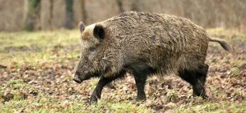 20.000 euros de cocaïne volés à des dealers par...des sangliers !