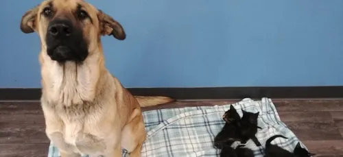 Une chienne errante sauve du froid des chatons abandonnés (photos)