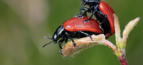 La nouvelle tendance du moment : faire l’amour de manière écolo !