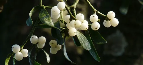 Pourquoi s'embrasse-t-on sous du gui le soir du nouvel an ?