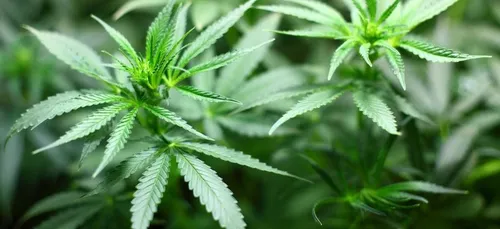 Un homme arrêté car il offrait gratuitement du cannabis dans la rue...