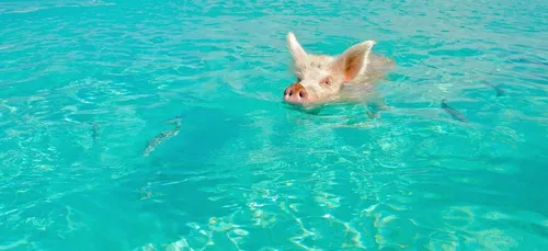 Lâché depuis un hélicoptère, un cochon mort tombe dans une piscine...