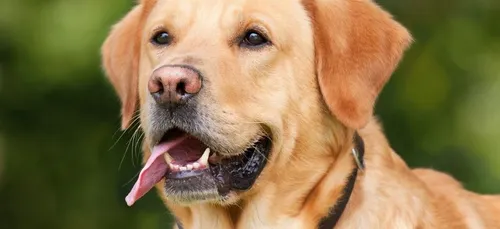 Bouleversés par la mort de leur chien, un couple décide de cloner...