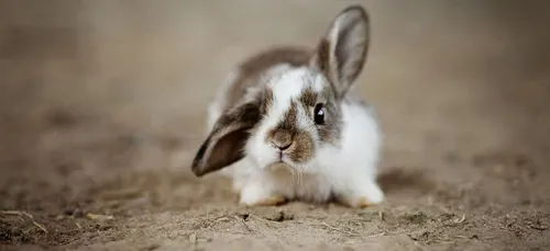 Ils écopent de 135 euros d’amende pour avoir promené leur lapin en...