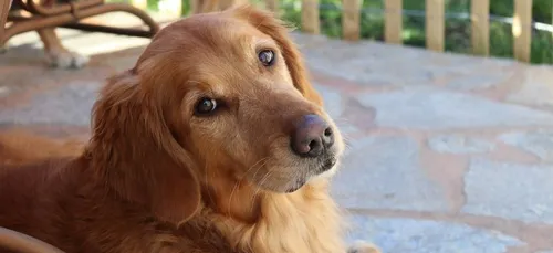 Ce chien assure les livraisons de courses de sa voisine pendant le...
