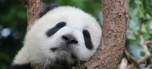 Le zoo fermé, deux pandas réussissent à s’accoupler après dix ans...