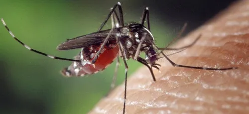 Une pétition contre les moustiques à Bordeaux !