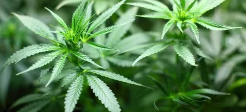 Il organise un drive de drogue devant chez sa mère