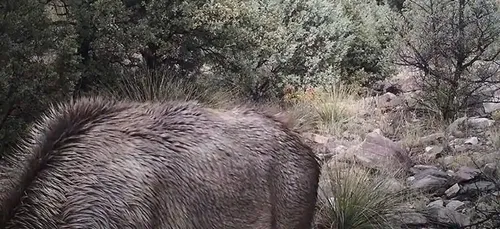 Trouver le puma caché sur cette photo, le défi qui rend fou les...