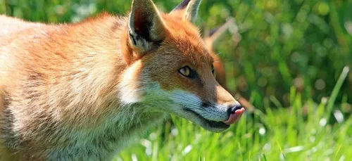 Un renard voleur de chaussures démasqué à Berlin (Photos)