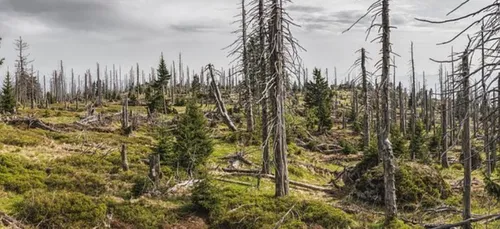 Feux de forêt : la Gironde repasse en vigilance orange