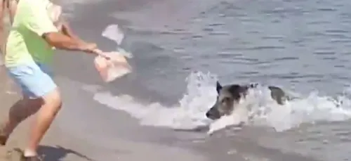 Un sanglier sème la panique sur une plage après être sorti de l’eau...
