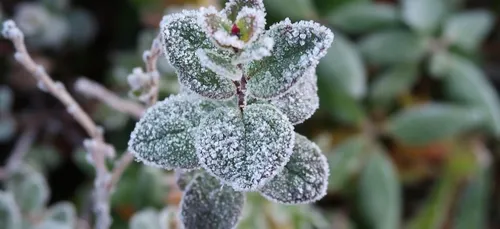 Coup de froid sur la région