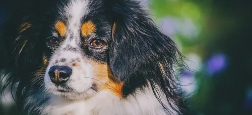 Journée mondiale du chien : voici la race préférée des Français en...