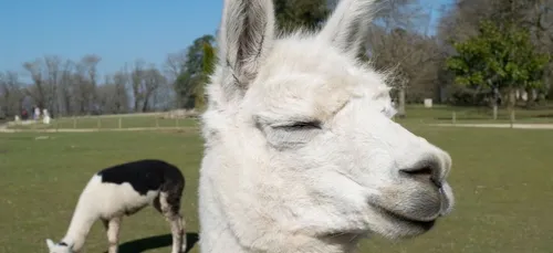 Un lama retrouvé en Dordogne !