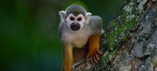 Des milliers de singes terrorisent une ville touristique entière