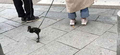 Confinement : une femme aperçue en train de promener son canard en...