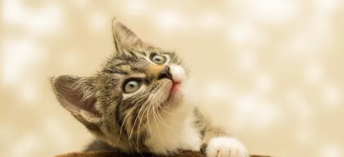 Cette application va vous permettre d'enfin comprendre ce que votre...