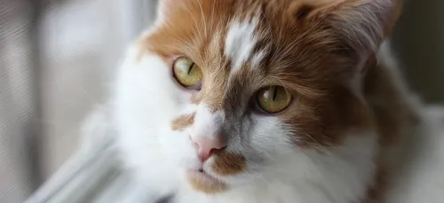 Un chat provoque un incendie dans la cuisine en voulant attraper...