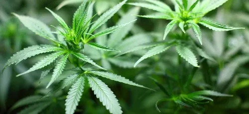Le cannabis n’est pas une drogue "dangereuse" selon l’ONU