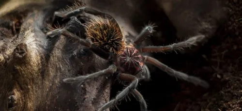 Un homme détenait illégalement une soixantaine de mygales chez lui...