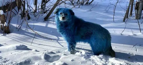 Des chiens deviennent bleus à cause d’une ancienne usine de...