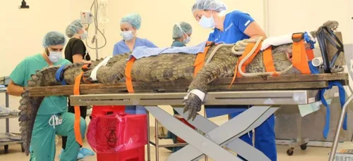 Un crocodile opéré après avoir avalé... la chaussure d’un touriste...