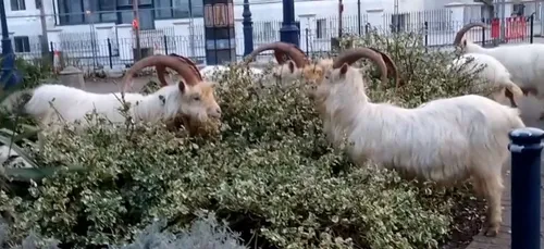 Un village envahi par des chèvres sauvages ! (Vidéo)