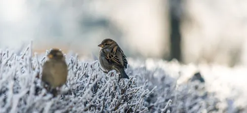 Il fait froid, mais c'est bon pour notre corps !