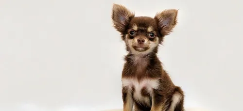Une femme tue son chihuahua et le cuisine pour le manger