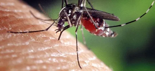 Nouvelle-Aquitaine : le moustique tigre est de retour