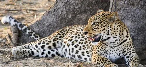 Un enfant se fait dévorer par un léopard dans un parc national